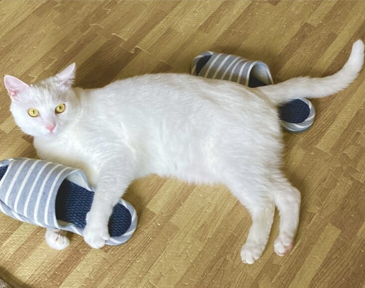 The eyecatch of slipper