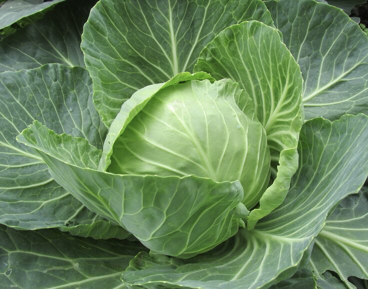 The eyecatch of cabbage