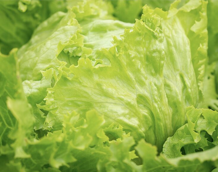 The eyecatch of lettuce
