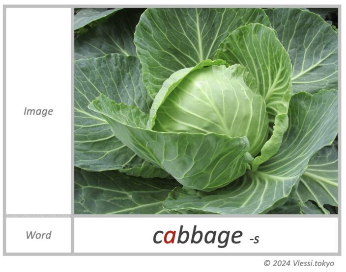 The image of cabbage